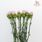 Carnation St Nankie 18-20 Stems - Pudu Ria Florist Southern