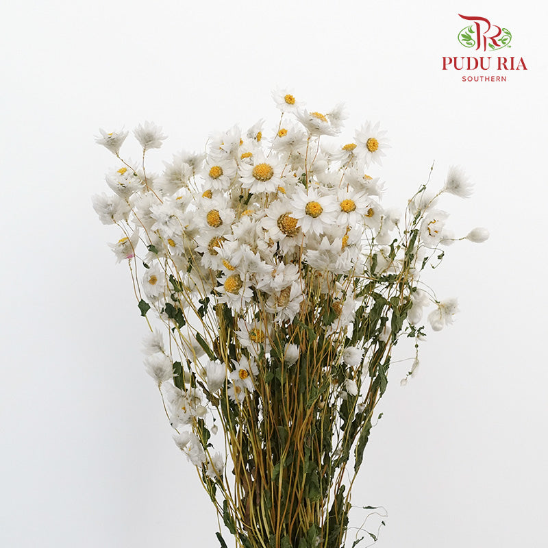 Dry Rubia - White - Pudu Ria Florist Southern