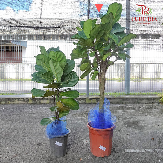 Ficus Lyrata (Single) Big Trunk - Pudu Ria Florist Southern