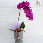 Hari Raya Phalaenopsis Orchid Arrangement (1 stems) - Pudu Ria Florist Southern