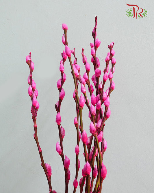 银柳 Pussy Willow Pink - Pudu Ria Florist Southern