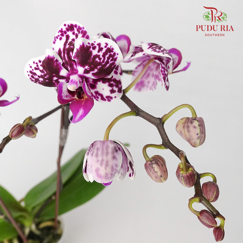 Phalaenopsis Orchid Two Tone Dark Purple Without Pot / Per Stem (S) - Pudu Ria Florist Southern