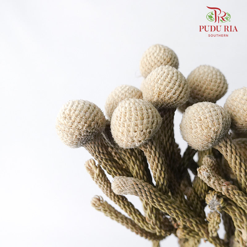 Dry Silver Brunia Big - Offer Item - Pudu Ria Florist Southern