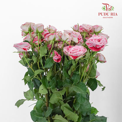 Rose Spray Impressionst (6 Stems) - Pudu Ria Florist Southern