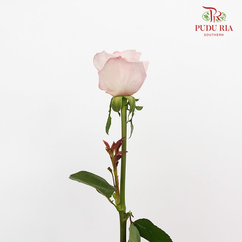 Rose Perfume Pagoda (8-10 Stems) - Pudu Ria Florist Southern