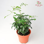 Murraya Exotica - Pudu Ria Florist Southern