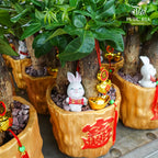 Full Of Weather 财满天下/ Per Pot - Pudu Ria Florist Southern