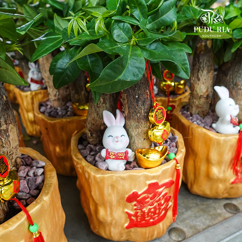 Full Of Weather 财满天下/ Per Pot - Pudu Ria Florist Southern