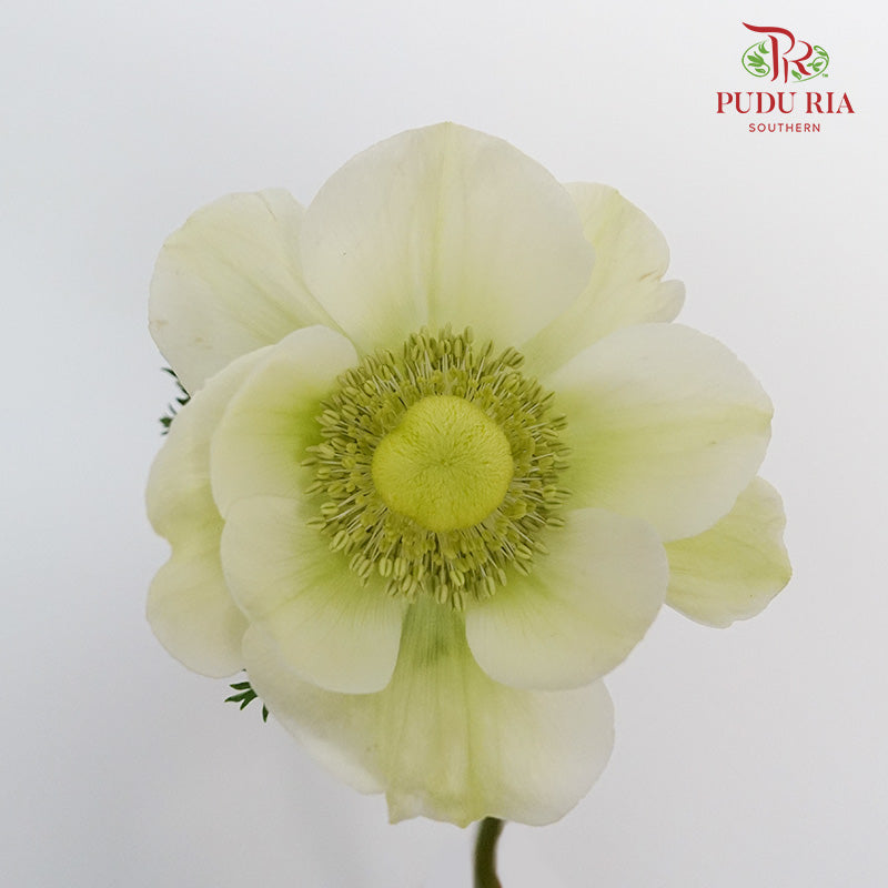 Anemone - Pudu Ria Florist Southern