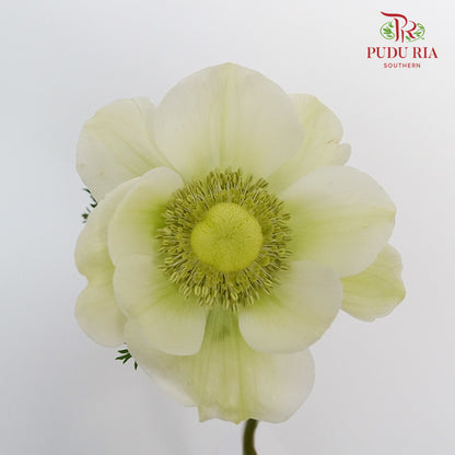 Anemone - Pudu Ria Florist Southern