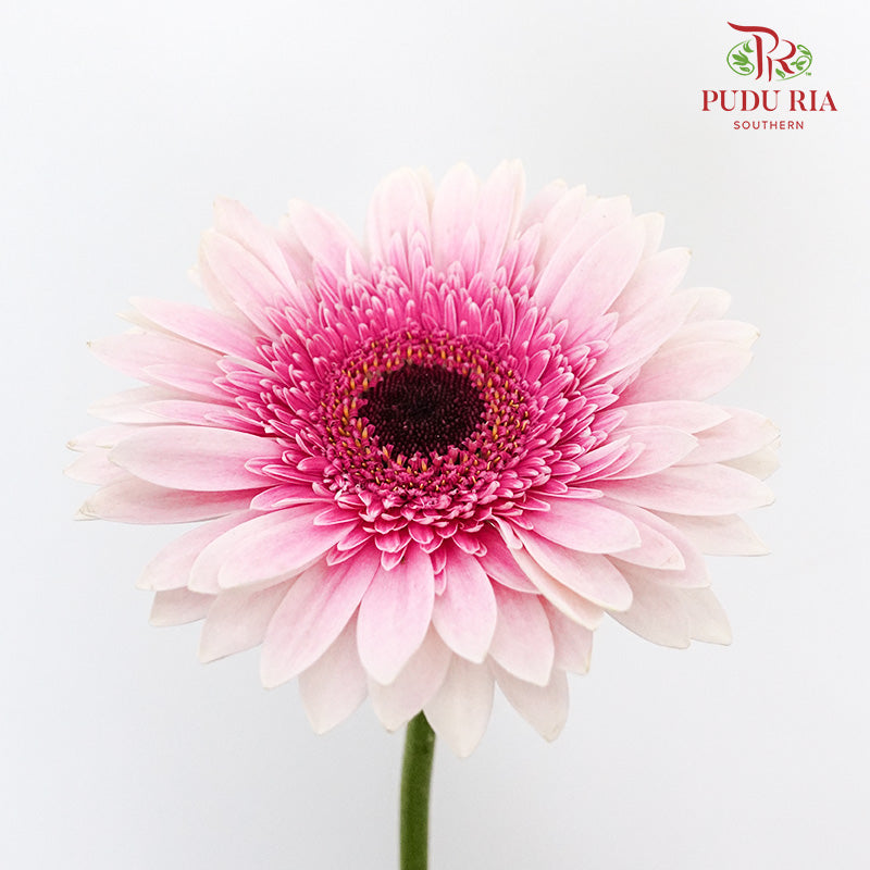 Gerbera Purple/White (8-10 Stems) - Pudu Ria Florist Southern