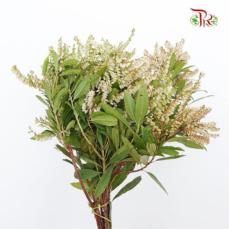 Pieris Japonica White - Pudu Ria Florist Southern