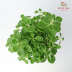 Plectranthus Tomentosa 碰碰香 - Pudu Ria Florist Southern