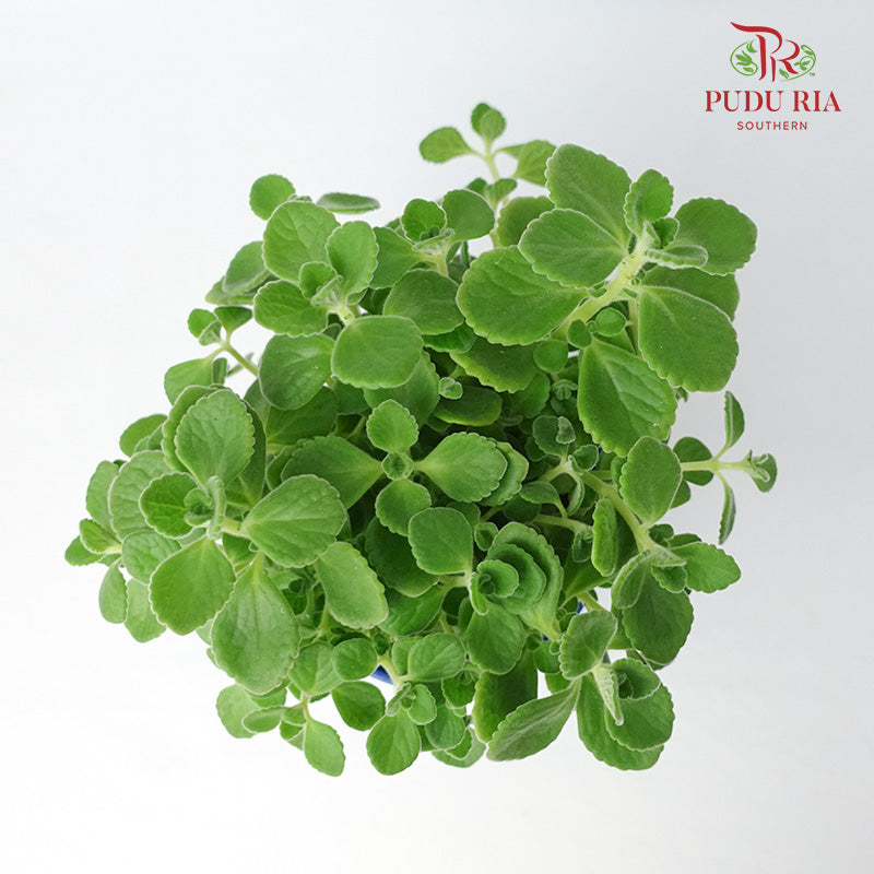 Plectranthus Tomentosa 碰碰香 - Pudu Ria Florist Southern