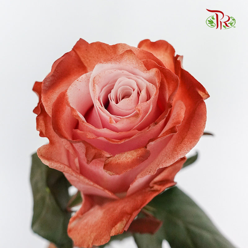Rose Pink Cloccolate  (8-10 Stems) - Pudu Ria Florist Southern