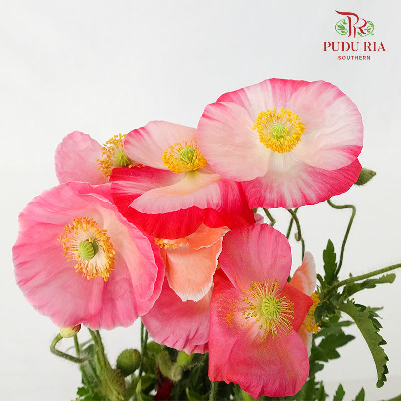 Corn Poppy - Pudu Ria Florist Southern