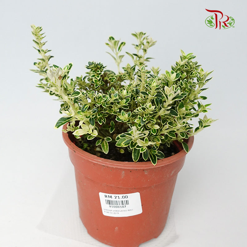 Serissa Variegated Bali - Pudu Ria Florist Southern