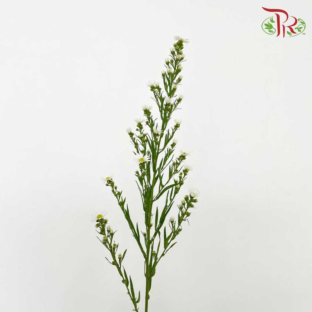 Peacock White (Per Bundle) - Pudu Ria Florist Southern