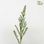 Peacock White (Per Bundle) - Pudu Ria Florist Southern