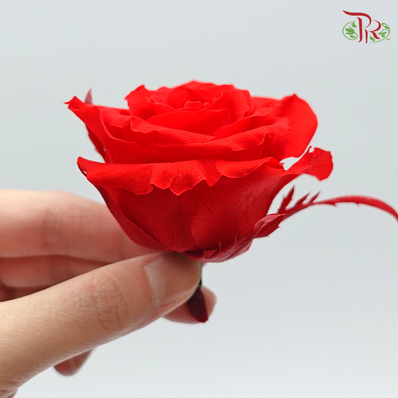 Preservative Full Bloom Rose (6 Blooms) - Red - Pudu Ria Florist Southern