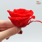 Preservative Full Bloom Rose (6 Blooms) - Red - Pudu Ria Florist Southern