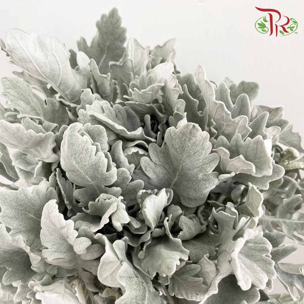 Dusty Miller - Pudu Ria Florist Southern