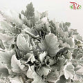 Dusty Miller - Pudu Ria Florist Southern