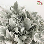 Dusty Miller - Pudu Ria Florist Southern