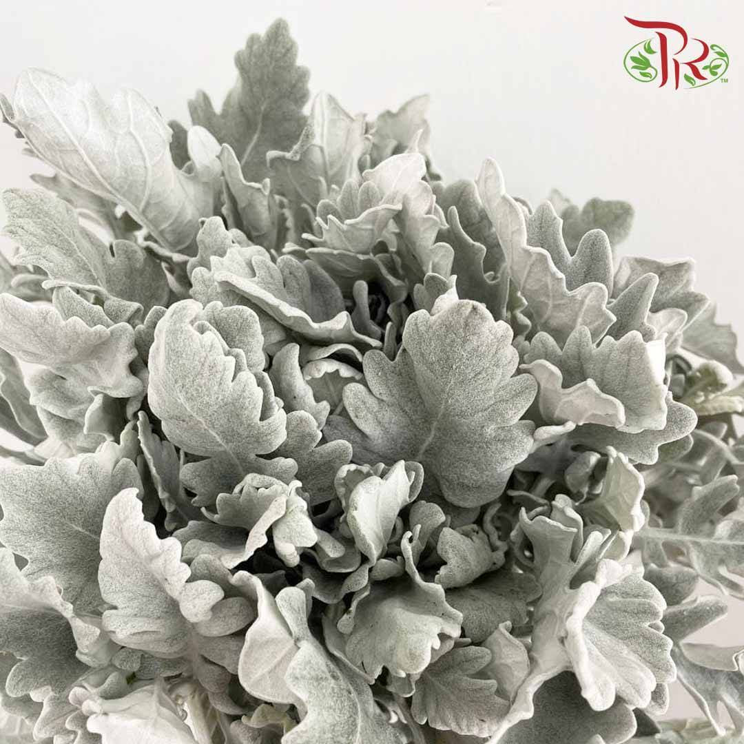 Dusty Miller - Pudu Ria Florist Southern