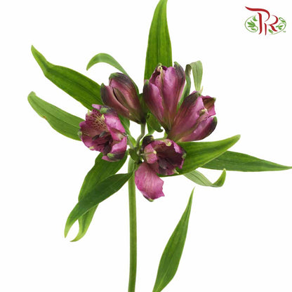 Alstroemeria Purple (9-10 Stems) - Pudu Ria Florist Southern