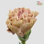 Carnation Babylon (8-10 Stems) - Pudu Ria Florist Southern