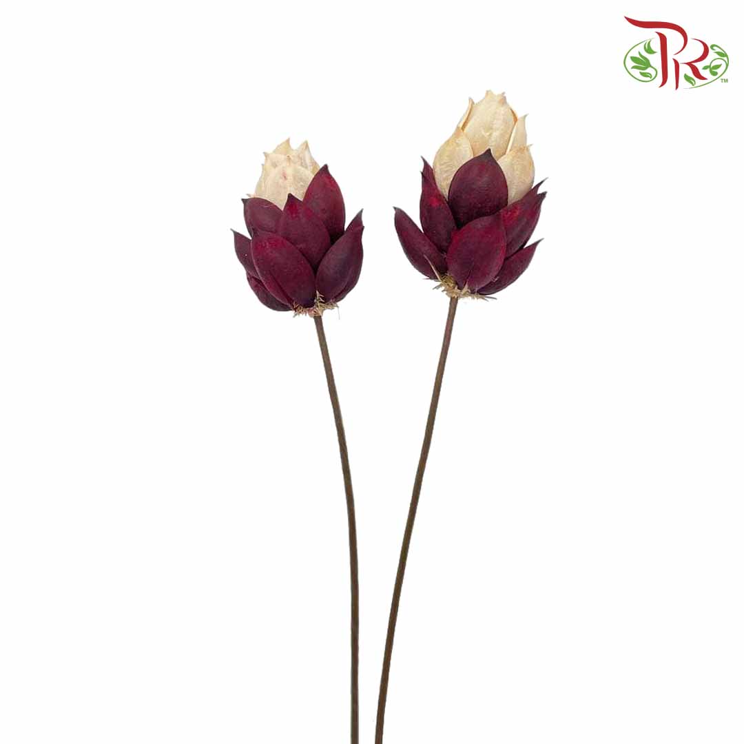 Dry Phoenix Tree Bud - White/Maroon - Offer Item - Pudu Ria Florist Southern