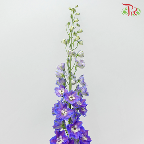 Delphinium Giant Purple - 5 Stems - Pudu Ria Florist Southern