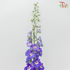 Delphinium Giant Purple - 5 Stems - Pudu Ria Florist Southern