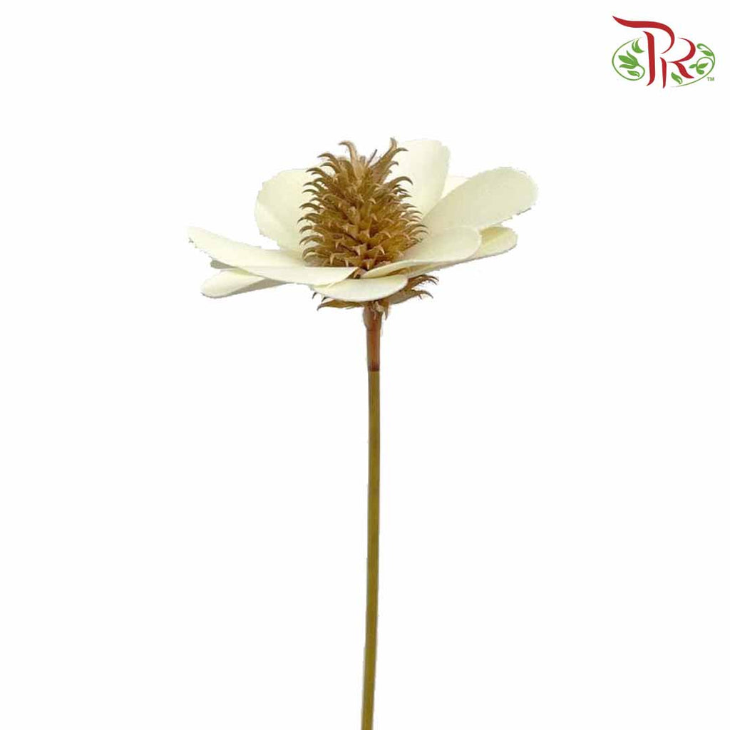 Dry Stella Luna - Creamy White - Pudu Ria Florist Southern