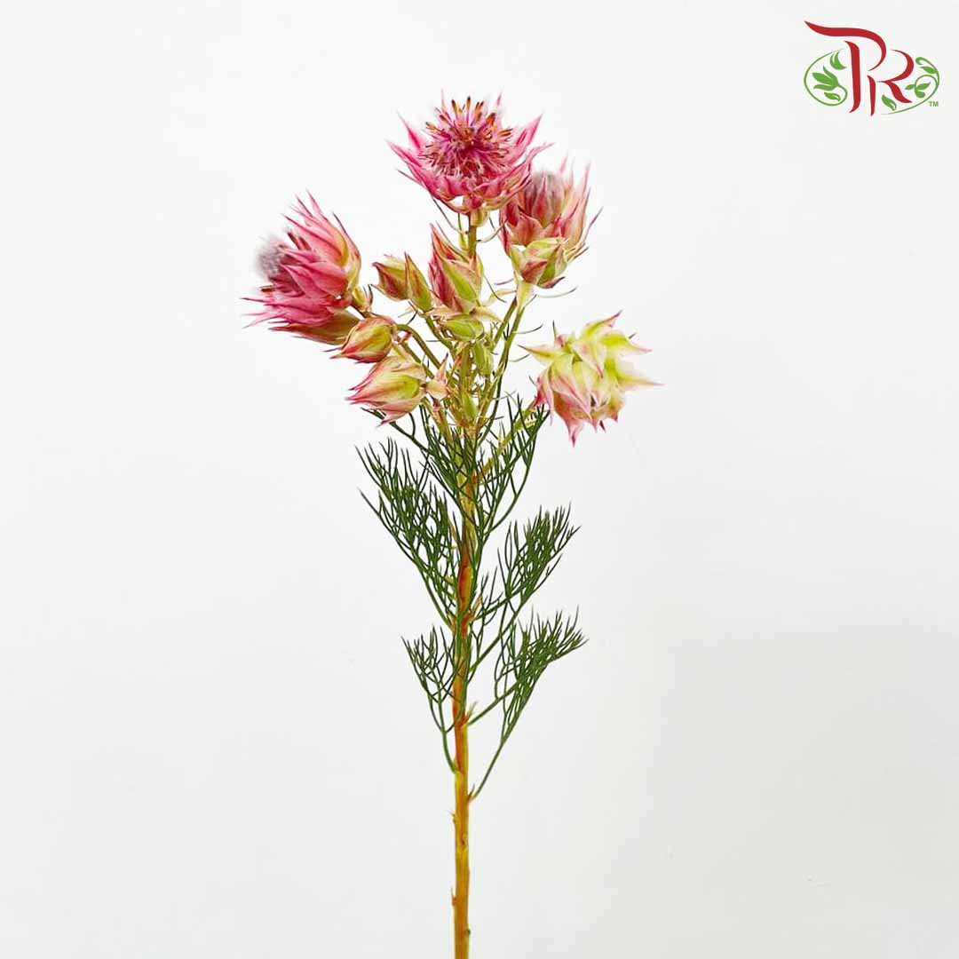 Blushing Bride Pink - Pudu Ria Florist Southern