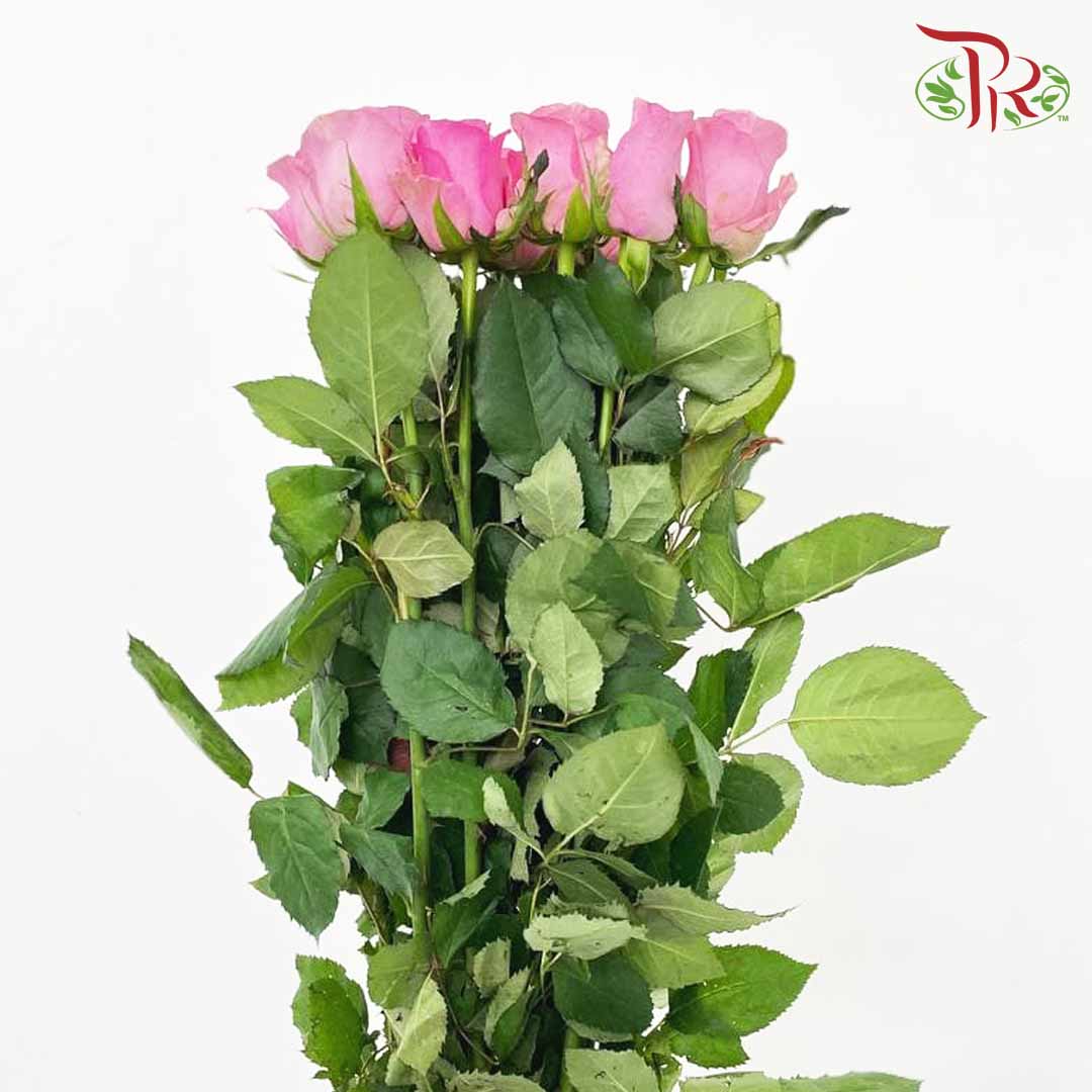 Rose Pink (19-20 Stems) - Pudu Ria Florist Southern