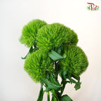 Kiwi Mellow (5 stems) - Pudu Ria Florist Southern