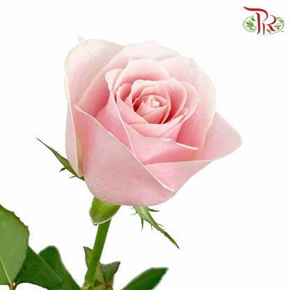 Rose Pink Avalanche (19-20 Stems) - Pudu Ria Florist Southern