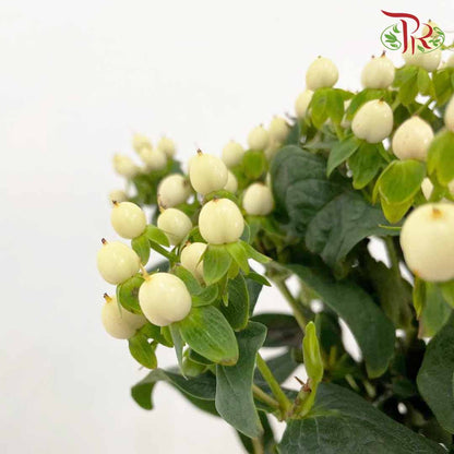 Berry Hypericum White - Pudu Ria Florist Southern