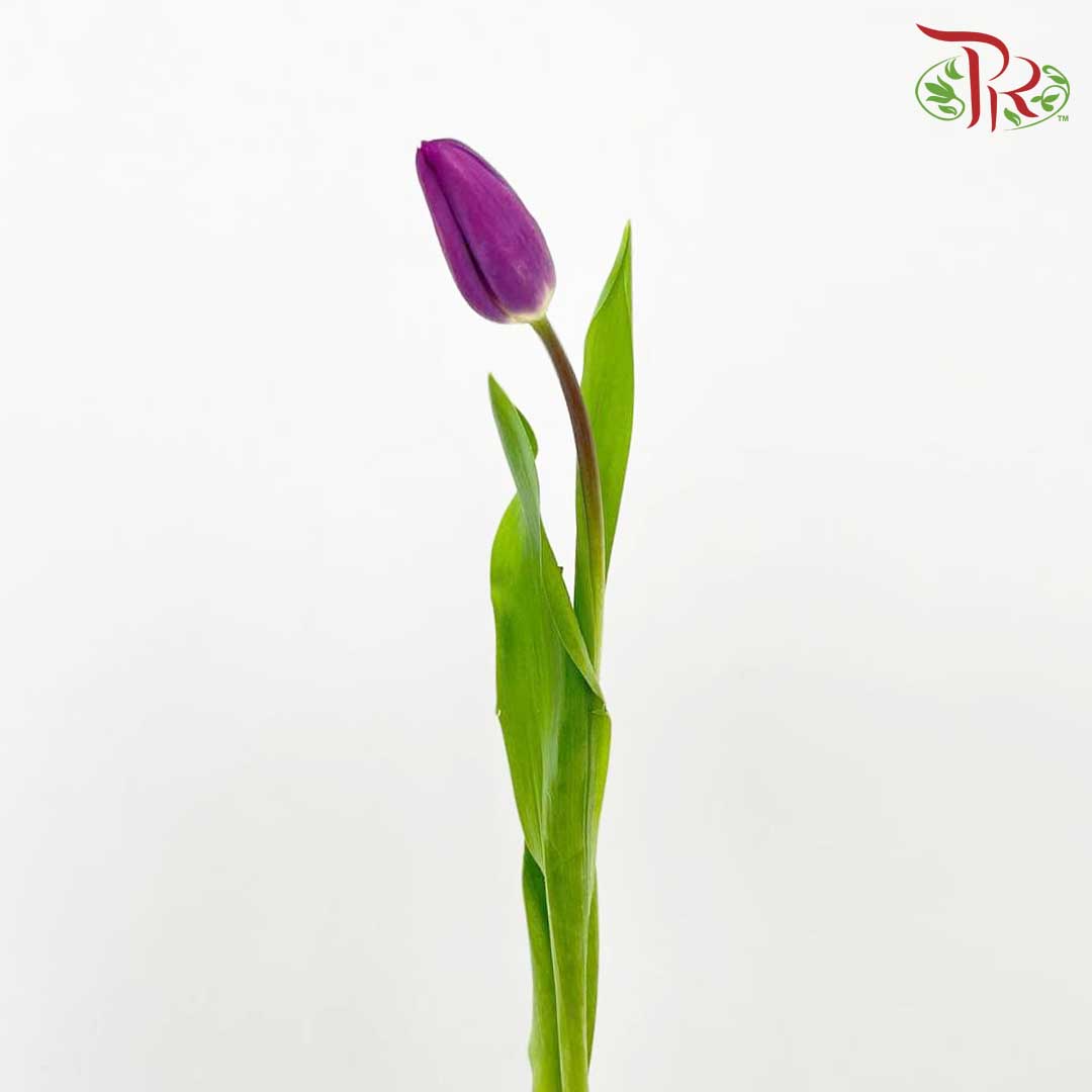 Tulip Purple (8-9 Stems) - Pudu Ria Florist Southern