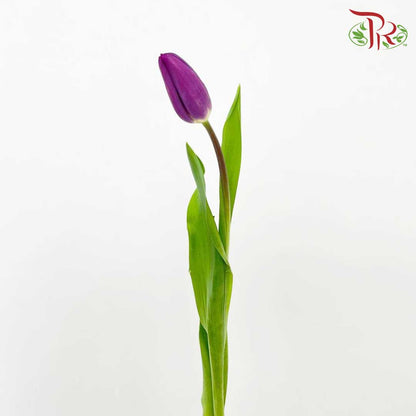 Tulip Purple (8-9 Stems) - Pudu Ria Florist Southern