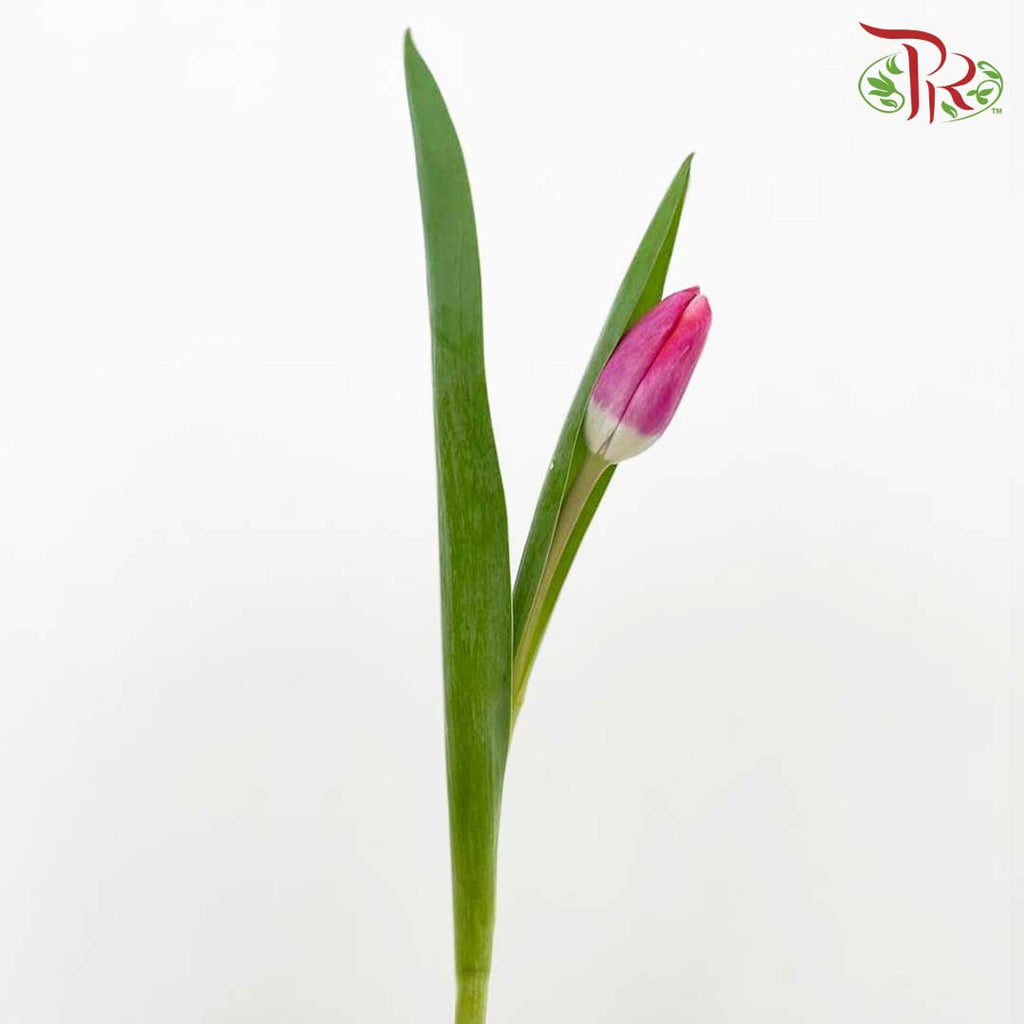 Tulip Cherry (8-9 Stems) - Pudu Ria Florist Southern