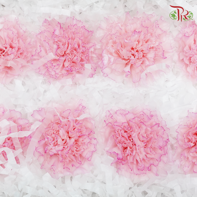 Preservative Carnation (8 Blooms) Pink - Pudu Ria Florist Southern
