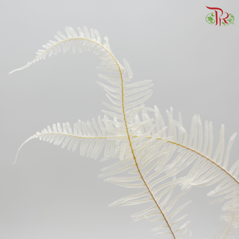 Preservative Mountain Fern (XL) - Pudu Ria Florist Southern