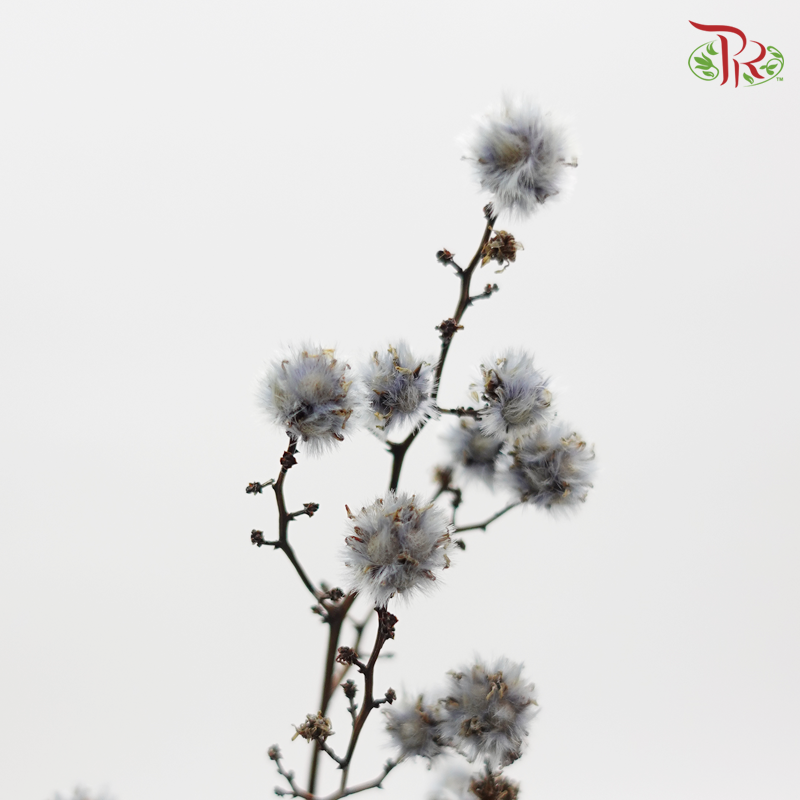 Preservative Stirlingia - Silver - Pudu Ria Florist Southern