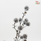 Preservative Stirlingia - Silver - Pudu Ria Florist Southern