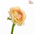 Ranunculus Champagne (5 Stems) - Pudu Ria Florist Southern