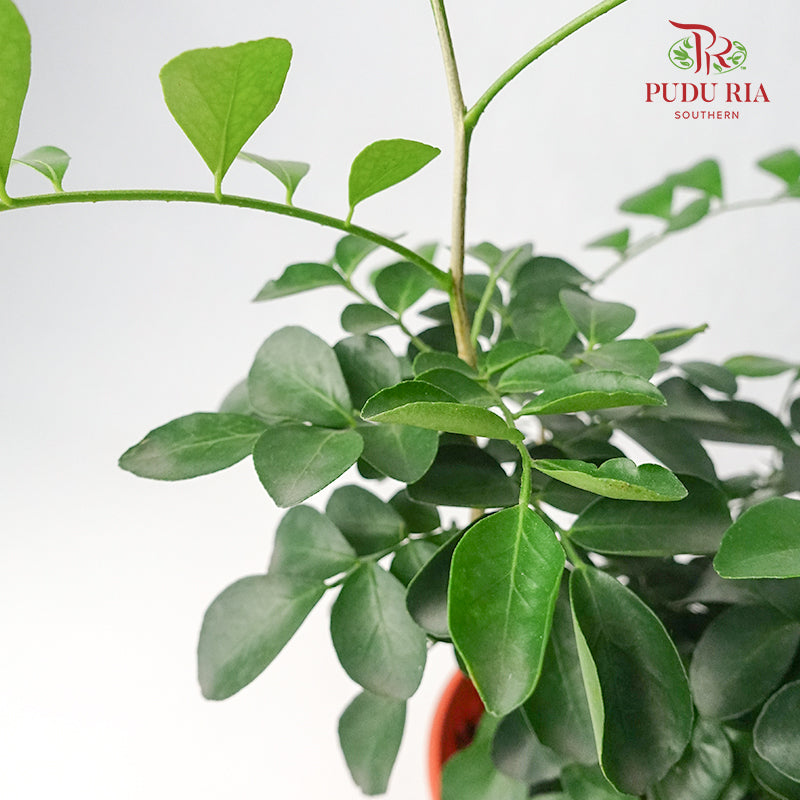 Murraya Exotica - Pudu Ria Florist Southern