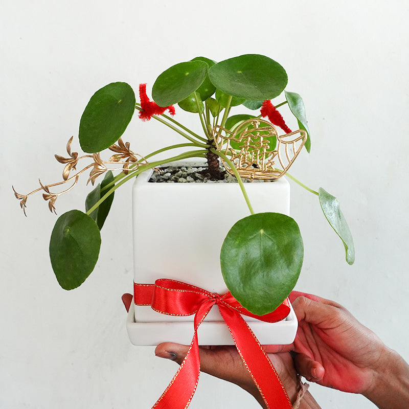 CNY Pot Plant Arrangement 镜面草 - Pudu Ria Florist Southern